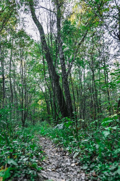 Earthen trail in the autumn green forest