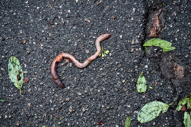 Earthworm crawled onto the asphalt after heavy rain. tree leaves lie after cracks on asphalt