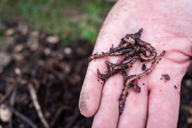 Earthworms for catching fish lie in the hand of a fisherman