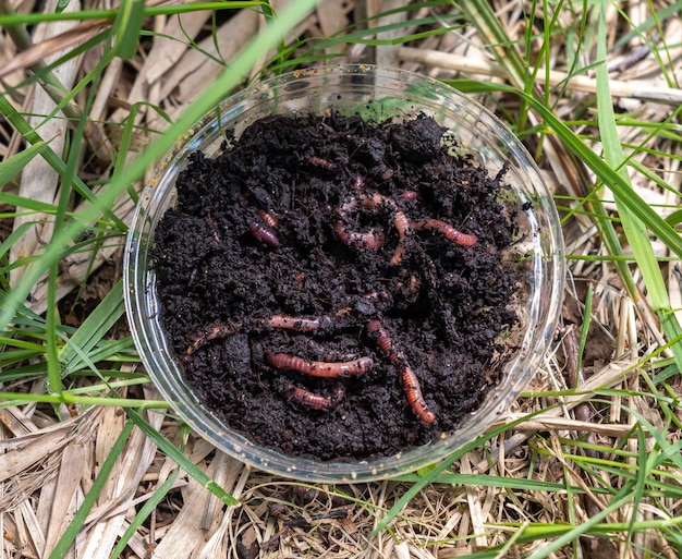 Earthworms in a jar of earth as fishing bait