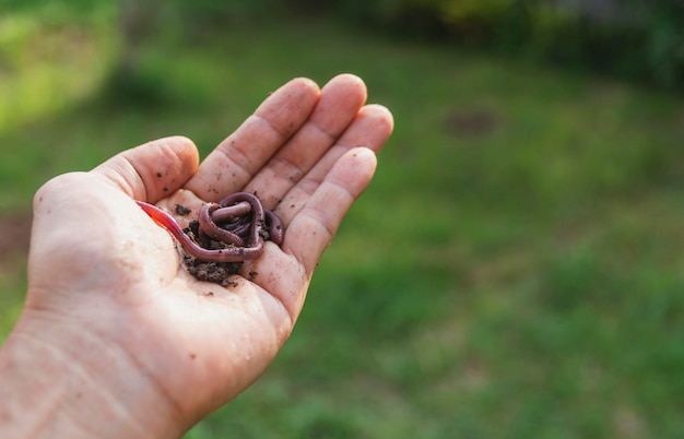 earthworms on palm earthworms on human hand for agriculture and gardening concept with earthworms