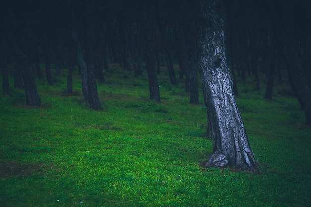 Earthy tones jungle and tree view with pastel moody color