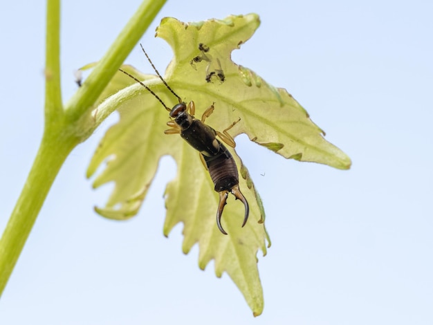 葉の上のハサミムシ昆虫 Forficula auricularia