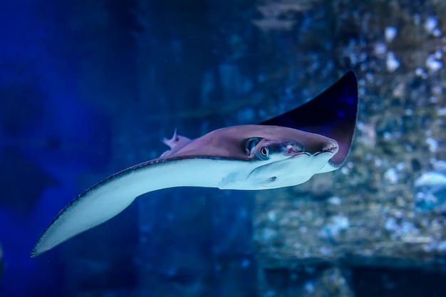 East American stingray Rhinoptera bonasus close up Sownose ray swim in blue water in an aquarium