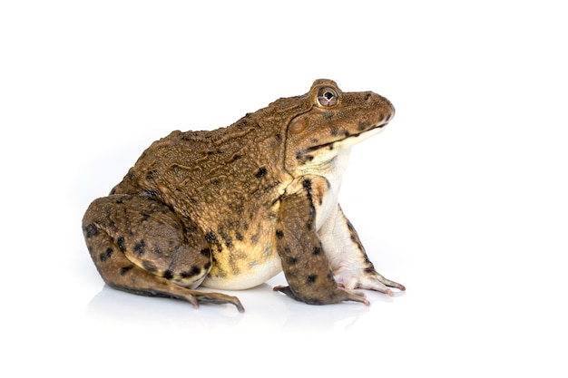 East Asian bullfrog