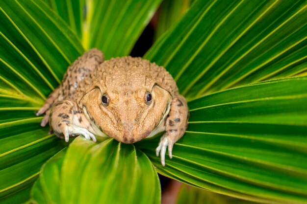 East Asian bullfrog