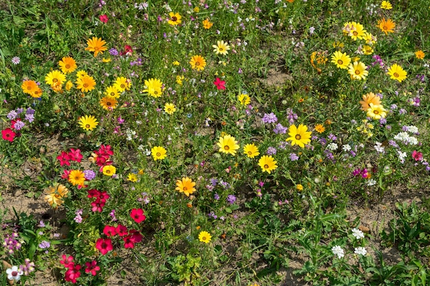 East Grinstead in Bloom