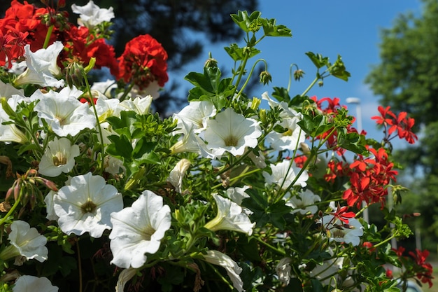 East Grinstead in Bloom