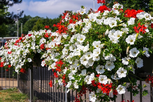 East Grinstead in Bloom