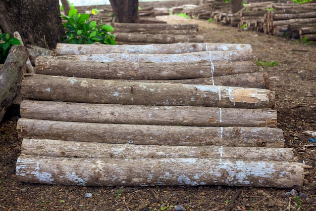 East Java teak tree