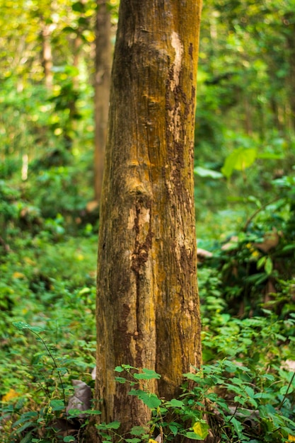 Photo east java teak tree