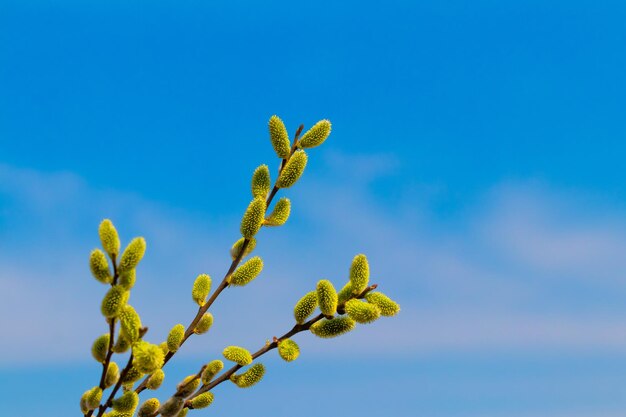 Foto sfondo di pasqua con rami di salice su uno sfondo di cielo azzurro con tempo soleggiato