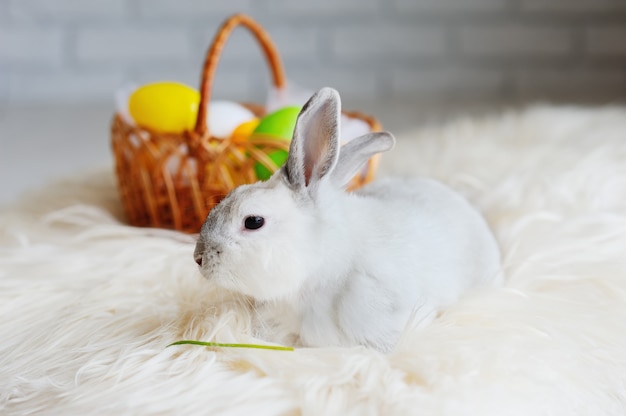 Easter Bunny on a background of colored Easter eggs