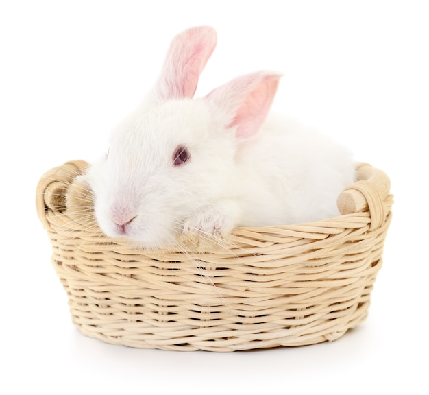 Easter bunny in basket isolated on white