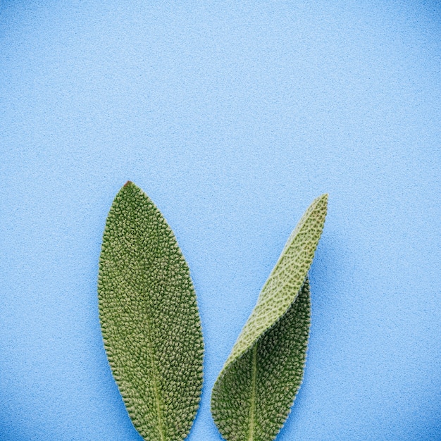 Фото Уши пасхального кролика, сделанные из листьев шалфея с плоской ложкой и копией пространства.