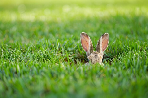 イースターウサギの耳が庭の穴から突き出している
