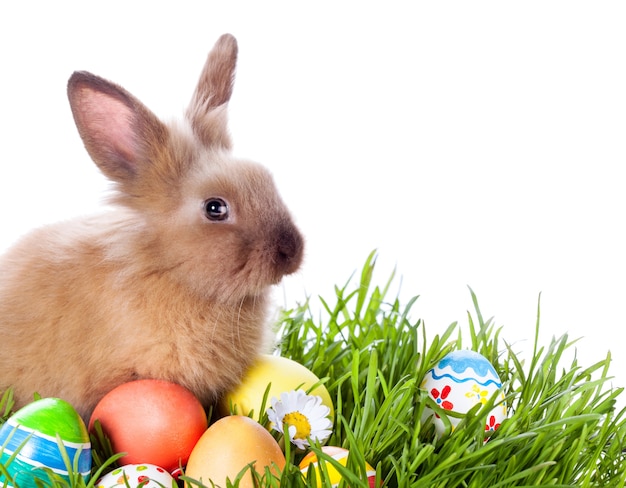 Easter bunny and Easter eggs on green grass