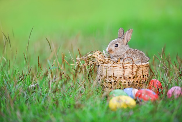 Easter bunny and Easter eggs rabbit sitting on basket grass 