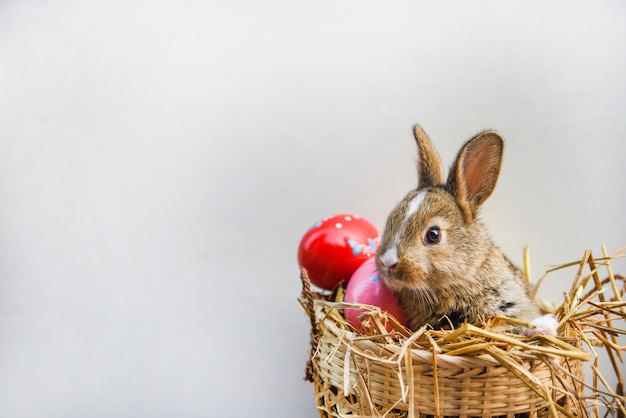 Easter bunny and Easter eggs rabbit sitting in basket 