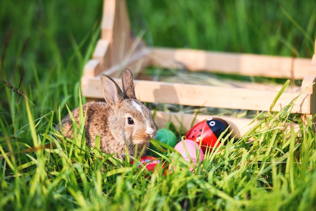 Easter bunny and Easter eggs rabbit sitting on grass 