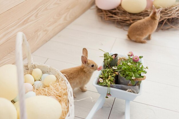 Premium Photo | Easter bunny eggs and flowers