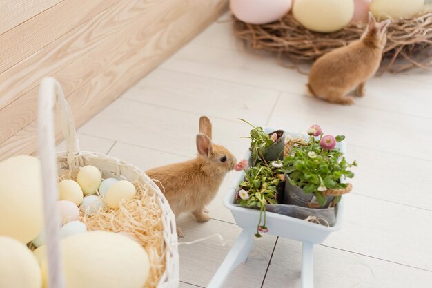 Easter bunny eggs and flowers