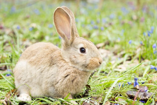 Easter Bunny on a flowering meadow. Hare in a clearing of blue flowers.