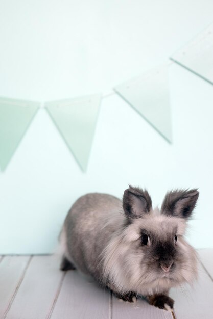 Foto coniglietto di pasqua coniglio domestico con uova colorate in un cestino su sfondo menta chiaro