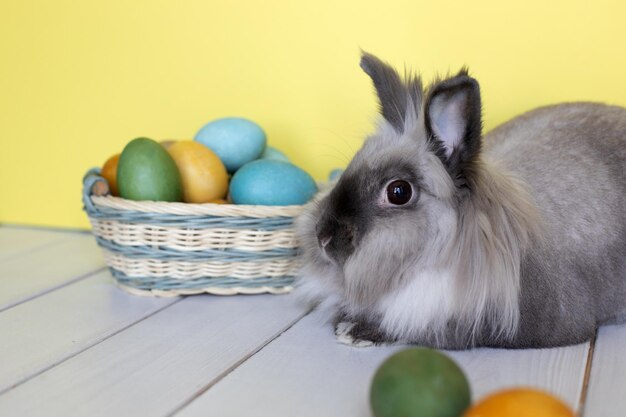 Foto coniglietto di pasqua coniglio domestico con uova colorate in un cestino su sfondo giallo