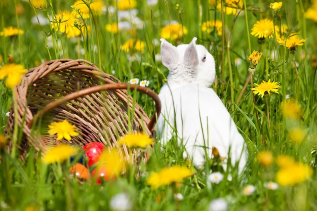 Пасхальный кролик на лугу с корзиной и яйцами