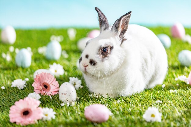 easter bunny and painted eggs on grass holiday theme
