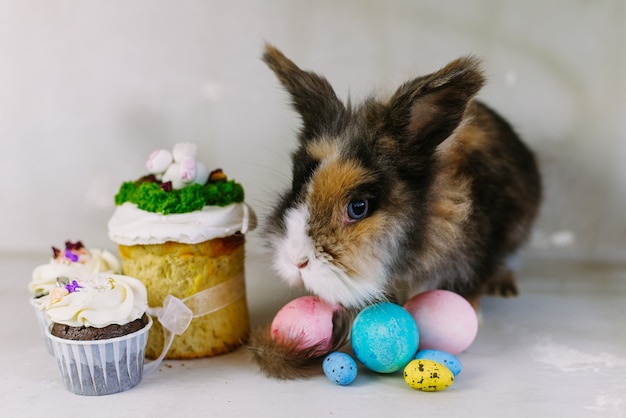 Easter bunny rabbit with multicolored painted egg on grey surface.