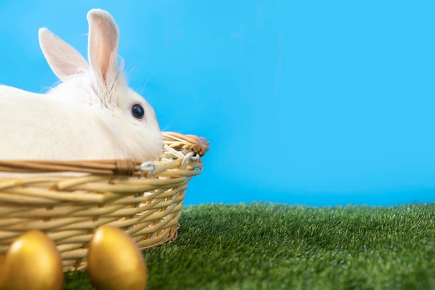 Easter bunny sits in a basket with golden eggs white cute\
rabbit copy space the rabbit hatches eggs