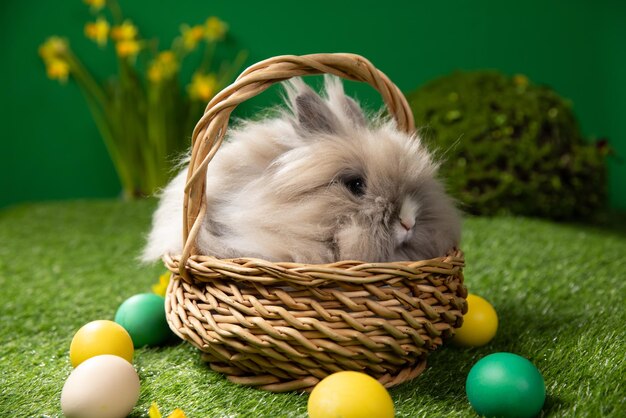 Foto coniglietto di pasqua seduto vicino alle uova di pasqua erba verde carino coniglietto colorato sfondo verde primavera