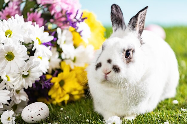 Easter bunny and spring flowers on grass Holiday theme