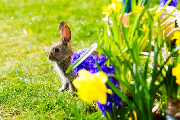 Foto coniglietto di pasqua che aspetta sul prato