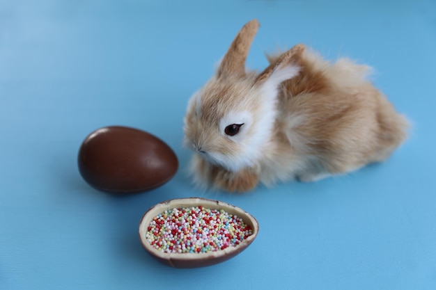 Easter bunny with chocolate egg Beautiful Easter greeting card the minimal concept of Easter