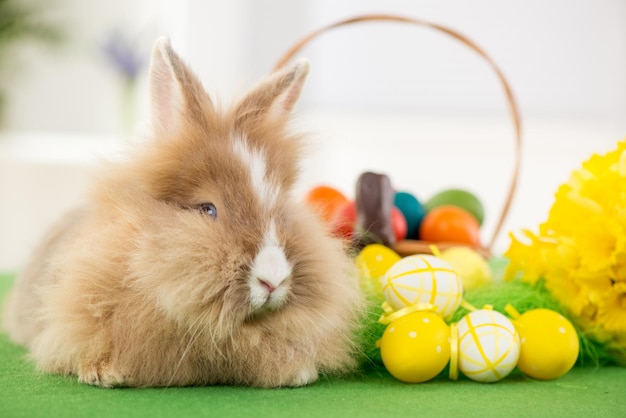 Easter Bunny with eggs in basket. Selective focus. Focus on rabbit.