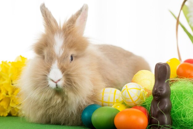 Easter Bunny with eggs. Selective focus. Focus on rabbit.