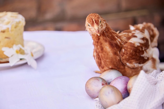 Easter cake pastel multicolored eggs narcissus flowers and chicken Easter post card concept