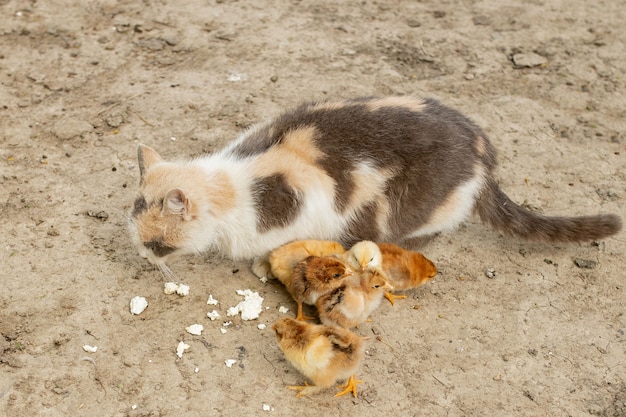 Easter chicken eating with kind cat. Friends.