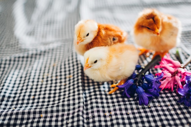 Foto pollo di pasqua. piccolo pulcino nero che cammina tra i fiori di primavera e le uova di pasqua.