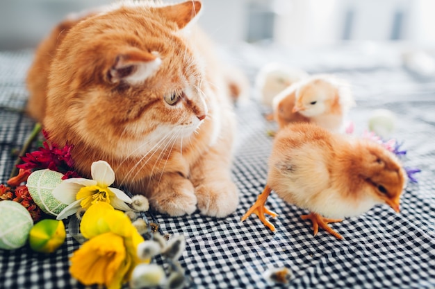 Easter chicken playing with kind cat