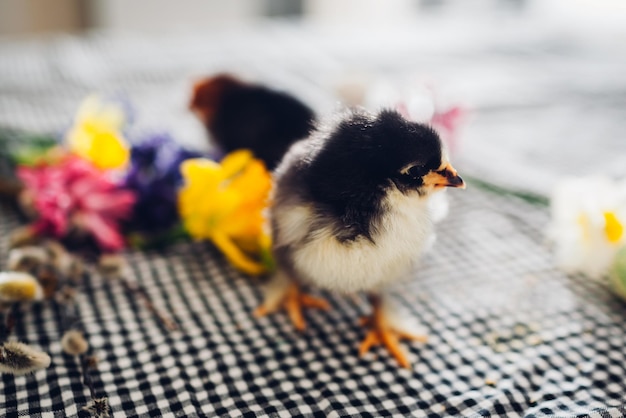 Easter chickens. Little black chicks walking among spring flowers and Easter eggs. Friendly family