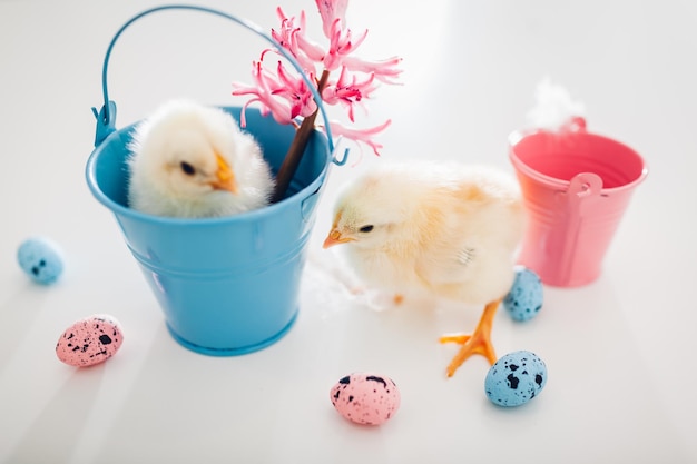 Easter chickens. Little yellow chick sitting in bucket while another one walking among flowers and Easter quail eggs.