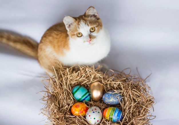 Easter colorful eggs in the nest and a ginger cat on white background