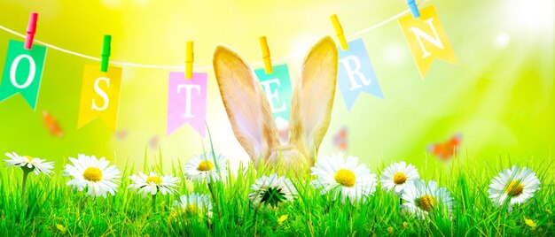 Easter composition with rabbit festive decoration happy easter