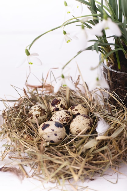 スノードロップの花と白い木製のテーブルにウズラの卵と小さな巣のイースター組成