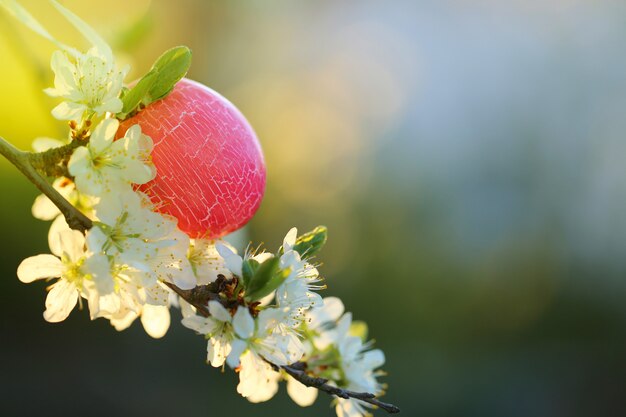 イースターのコンセプト。太陽の下で桜の開花枝にピンクのイースターエッグ。イースター気分。