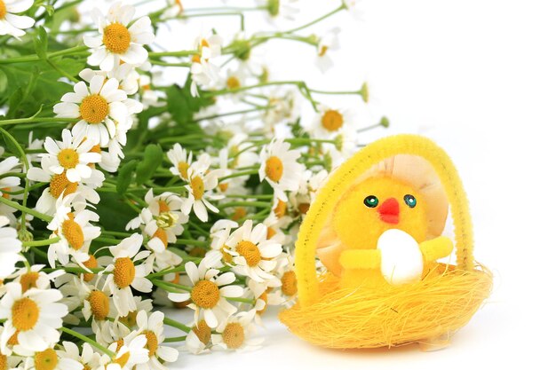 Easter egg chicken on a spring background of daisies